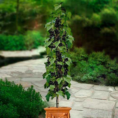 1 szt, Porzeczka czarna na pniu Titania - Sadzonki: Ilość w opakowaniu: 1 sadz