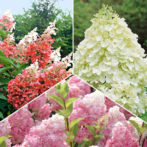 3 sadz, Super Oferta! Zestaw krzewów ozdobnych "Magiczne Hortensje", 3 sadzonki - : Ilość w opakowaniu: 3 sadz