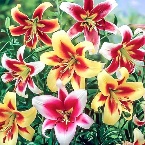 1 szt, Super oferta! Lilia drzewiasta, zestaw 5 cebul - Cebule: Ilość w opakowaniu: 5 szt.