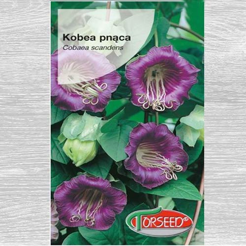1 szt, Kobea pnąca fioletowa - Nasiona: Ilość w opakowaniu: 0.8 g