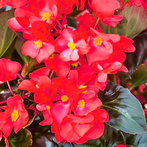 1 szt, Begonia stale kwitnąca średnio wysoka Gloria F1 cynobrowa - Nasiona: Ilość w opakowaniu: 0.1 g