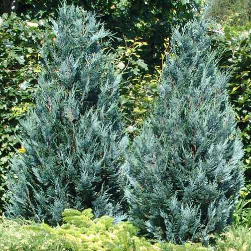 1 sadz, Cyprysik Lawsona Pelt's Blue - Sadzonki: Ilość w opakowaniu: 1 sadz