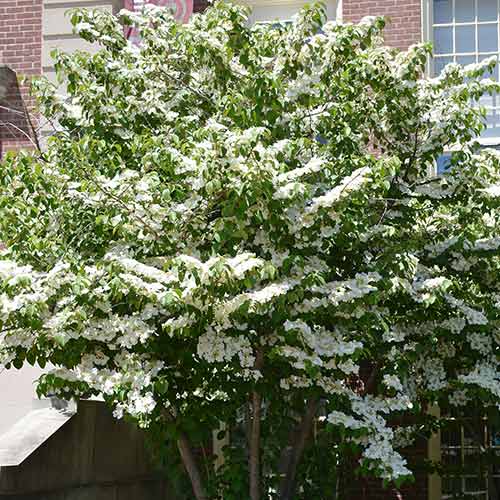 1 szt., Kalina japońska Cascade - Sadzonki: Ilość w opakowaniu: 1 szt.