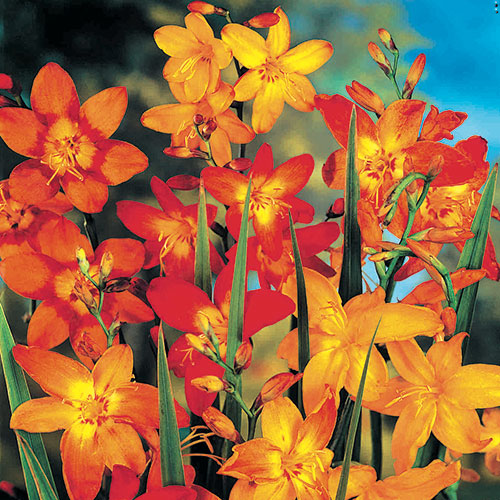 10 cebul, Krokosmia, miks kolorów - Cebule: Ilość w opakowaniu: 10 cebul