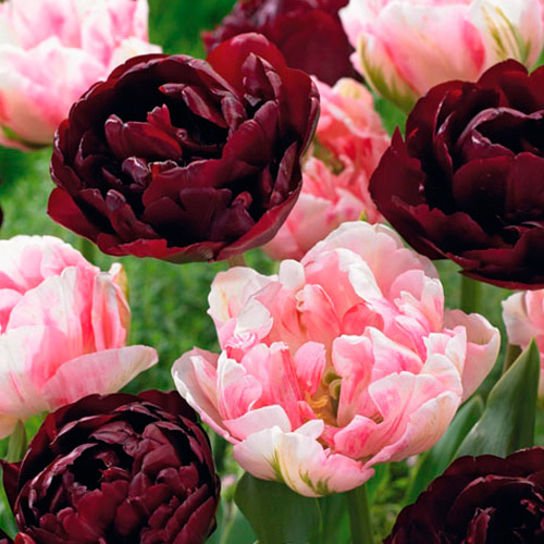 25 buc, Super-ofertă ! Set de bulbi de Lalele duble - Bulbi: Mod de ambalare: 25 buc