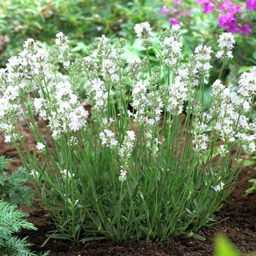 1 buc, Lavandă Arctic Snow - Răsaduri: Mod de ambalare: 1 buc