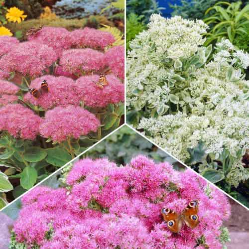 3 buc, Ofertă specială! Iarbă grasă (Sedum), set de 3 soiuri - Bulbi: Mod de ambalare: 3 buc