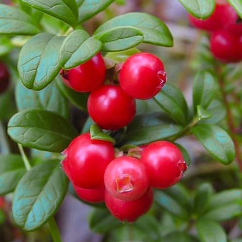 1 saz, Brusnice Runo Bielawskie - : Monžstvo balíkov: 1 saz