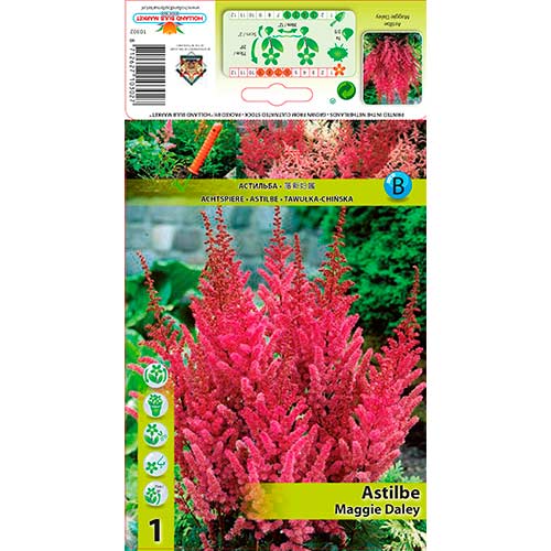 1 db, Tollbuga (Astilbe) Maggie Daley - Évelő: Mod de ambalare: 1 db