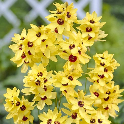 10 Stück, Iksia Yellow Emperor - Blumenzwiebeln: Ilość w opakowaniu: 10 Stück