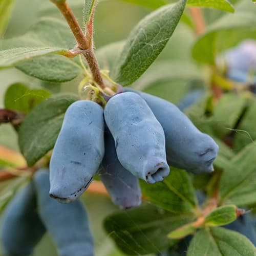 Baie du Kamtchatka Duet - Plântulas: Ilość w opakowaniu: 1 plant