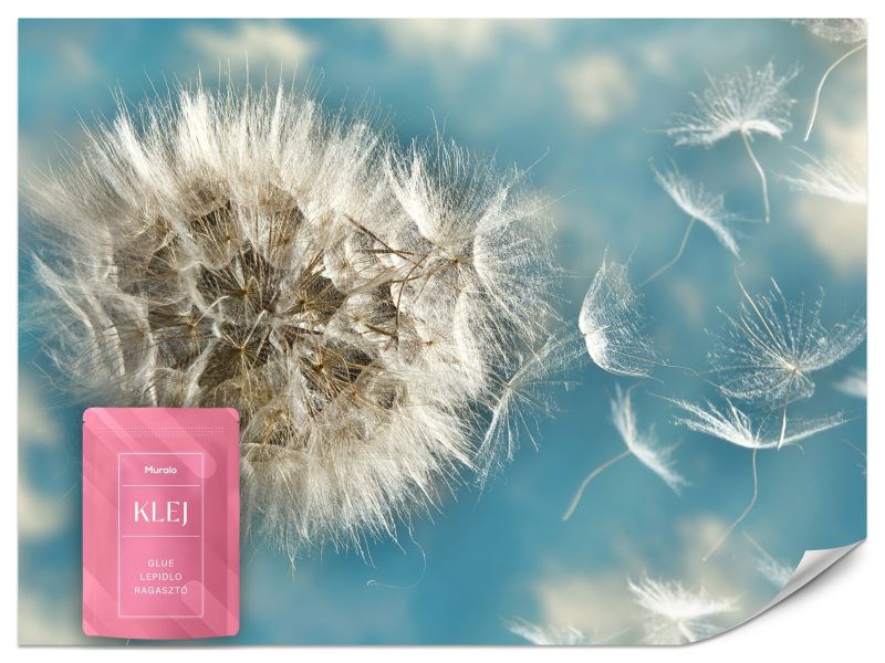 Fototapeta Muralo Dmuchawiec Mniszek Lekarski 250x175 cm 1szt.