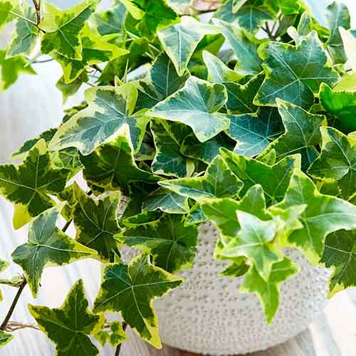 1 sadz, Bluszcz pospolity Golden Child - Sadzonki: Ilość w opakowaniu: 1 sadz