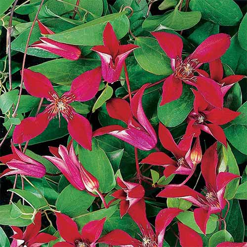 1 szt, Clematis (Powojnik) Sir Trevor Lawrence - Sadzonki: Ilość w opakowaniu: 1 sadz