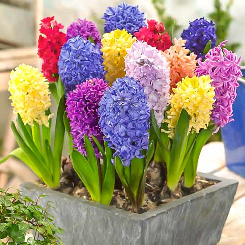 1 szt, Hiacyntowiec, mix kolorów - Cebule: Ilość w opakowaniu: 3 szt.