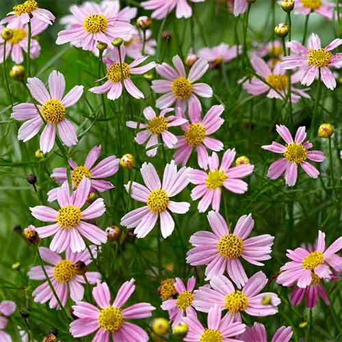 1 sadz, Nachyłek różowy American Dream - Sadzonki: Ilość w opakowaniu: 1 sadz