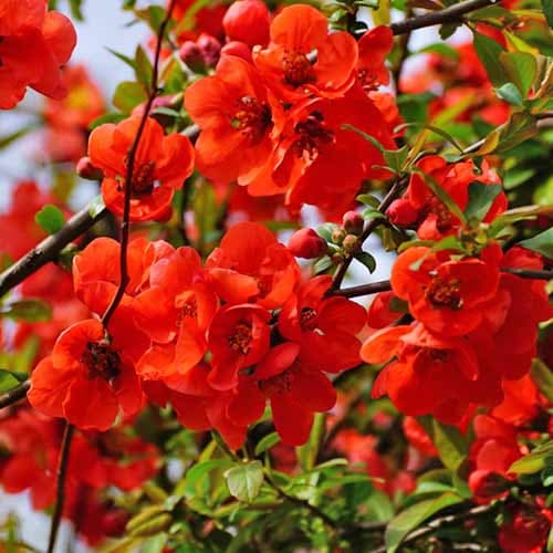 1 sadz, Pigwowiec pośredni Nicoline - Sadzonki: Ilość w opakowaniu: 1 sadz