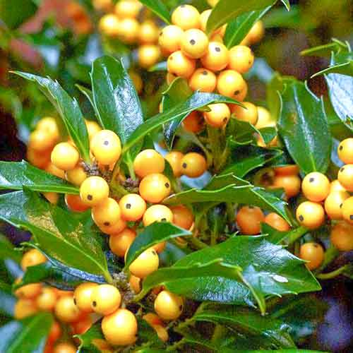 1 buc, Ilex Golden Girl - Răsaduri: Mod de ambalare: 1 buc