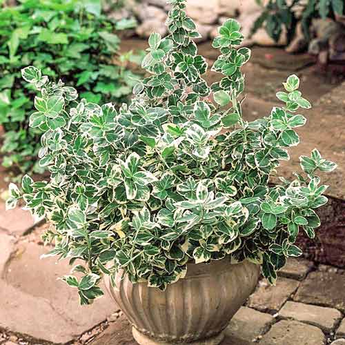 1 buc, Euonymus fortunei Variegatus - Răsaduri: Mod de ambalare: 1 buc