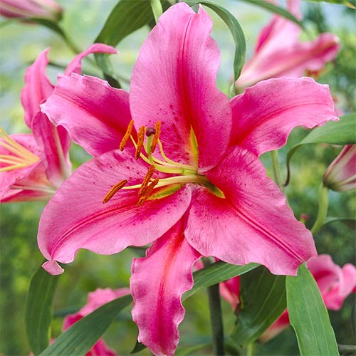 2 Stück, Lilie Acapulco - Blumenzwiebeln: Ilość w opakowaniu: 2 Stück