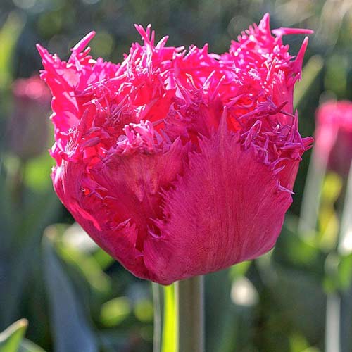 5 Stück, Tulpe Kingston - Blumenzwiebeln: Ilość w opakowaniu: 5 Stück