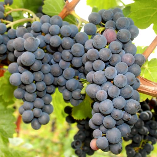 1 Pflanze(n), Weintraube Nero - Setzlinge: Ilość w opakowaniu: 1 Pflanze(n)