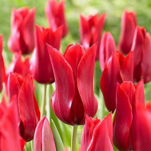 5 Stück, Tulpe Red Shine - Blumenzwiebeln: Ilość w opakowaniu: 5 Stück