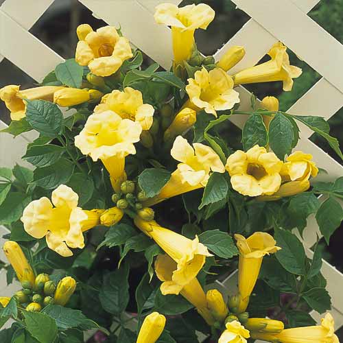 Milho Americano Flava - Plântulas: Ilość w opakowaniu: 1 plant