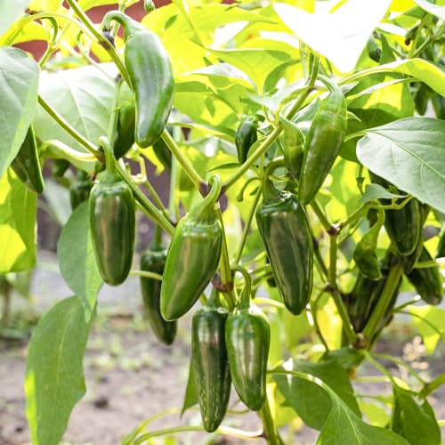 1 szt, Papryka ostra Camargo - Nasiona: Ilość w opakowaniu: 10 szt.