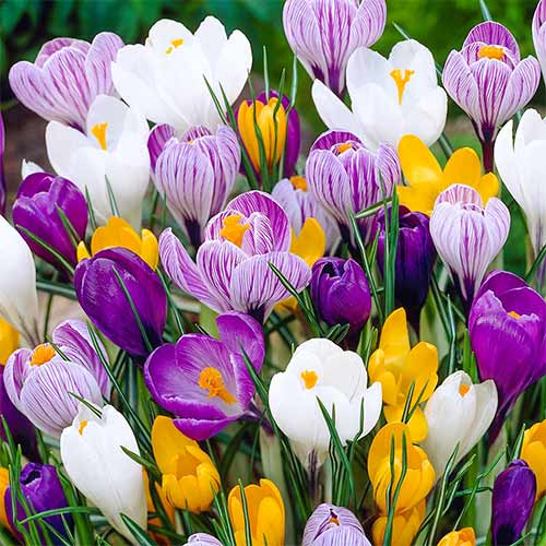 10 szt., Krokus, mix kolorów - Cebule: Ilość w opakowaniu: 10 szt.