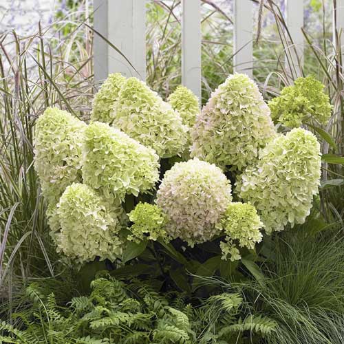 1 sadz, Hydrangea panic. Little Fresco, С2 - Sadzonki: Ilość w opakowaniu: 1 sadz