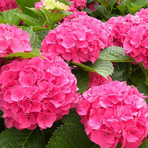 1 sadz, Hortensja ogrodowa Masja - Sadzonki: Ilość w opakowaniu: 1 sadz