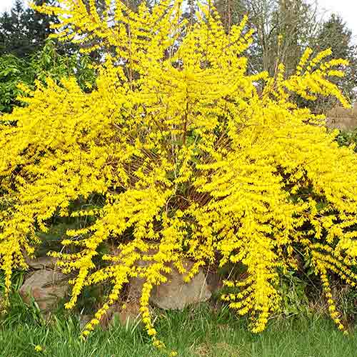 1 buc, Forsythia Maree d'Or - Răsaduri: Mod de ambalare: 1 buc