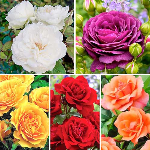 1 buc, Super ofertă! Trandafiri floribunda Color mix, 5 soiuri - Butași: Mod de ambalare: 1 buc