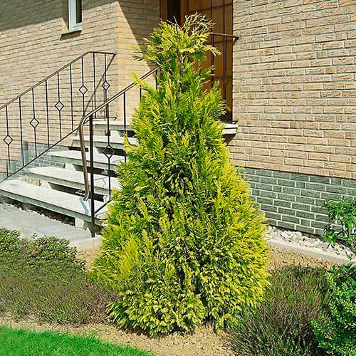 1 buc, Chiparos de California Golden Wonder - Puieți: Mod de ambalare: 1 buc