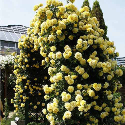 1 buc, Trandafir Urcator Dune - Butași: Mod de ambalare: 1 buc