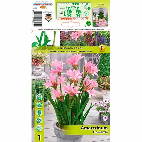 1 buc, Amarcrinum Howardii - Bulbi: Mod de ambalare: 1 buc