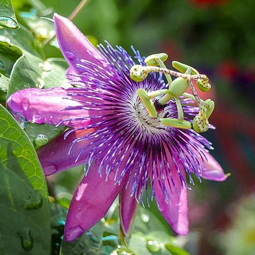 1 buc, Floarea pasiunii (Passiflora) Purple Hybrid - Răsaduri: Mod de ambalare: 1 buc