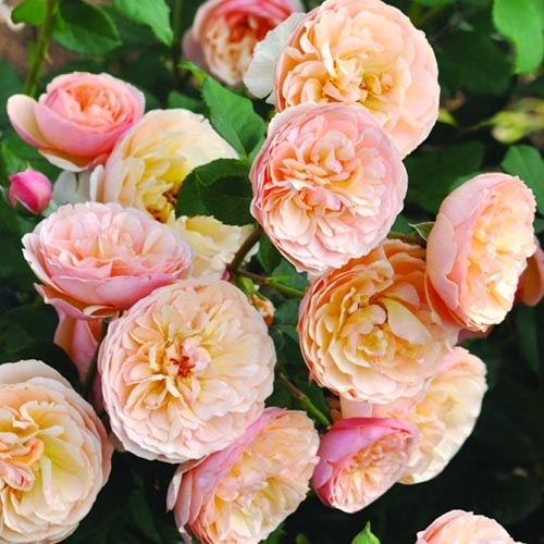 1 Pflanze(n), Rose Eveline Wild - Setzlinge: Ilość w opakowaniu: 1 Pflanze(n)