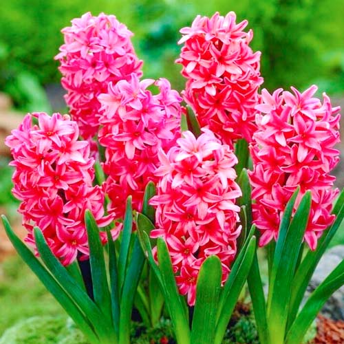 3 Stück, Hyazinthe Red Magic - Blumenzwiebeln: Ilość w opakowaniu: 3 Stück