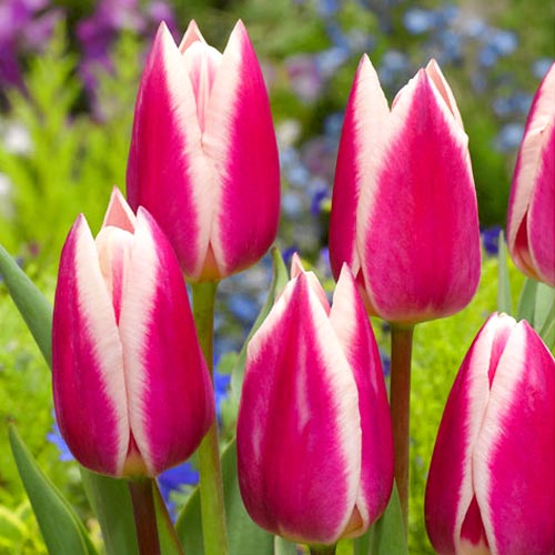 5 Stück, Tulpe Silk Surprise - Blumenzwiebeln: Ilość w opakowaniu: 5 Stück