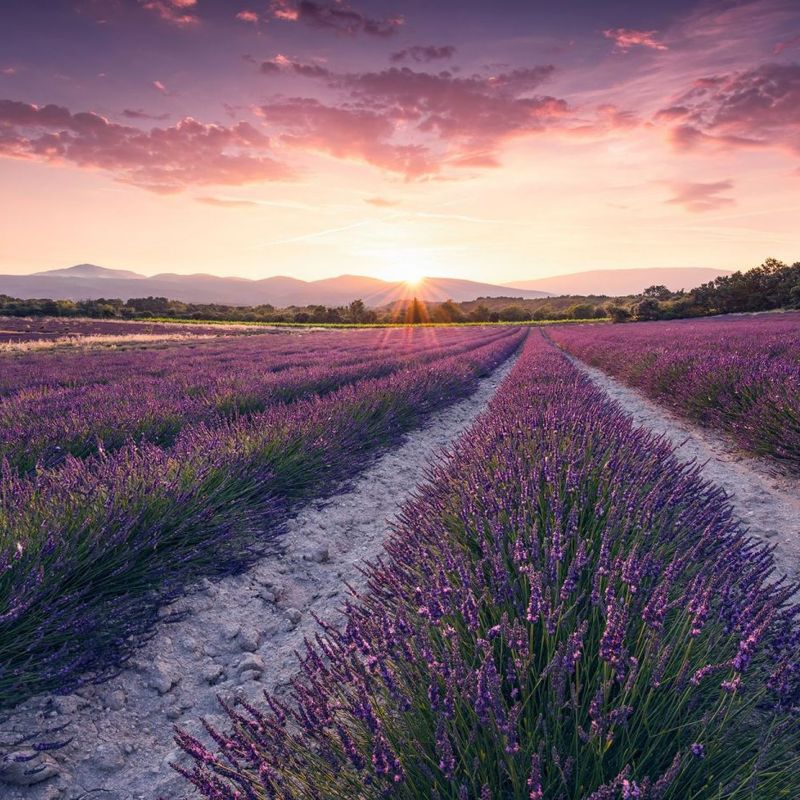 fototapeta Sanders & Sanders lawendowy krajobraz pastelowego fioletu 450 x 280 cm - 1 rol.