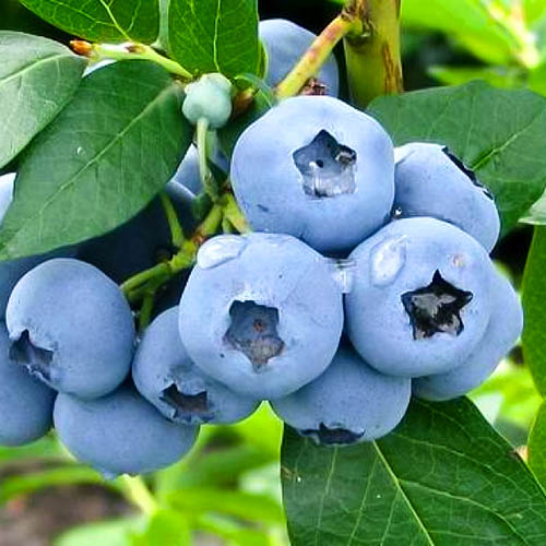 1 sadz, Borówka amerykańska Collins - Sadzonki: Ilość w opakowaniu: 1 sadz