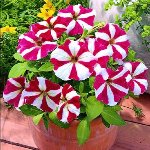 1 szt, Petunia ogrodowa biało-wrzosowa - Nasiona: Ilość w opakowaniu: 0.1 g