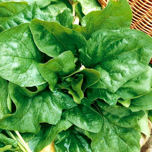 1 szt, Szpinak Asta - Nasiona: Ilość w opakowaniu: 10 g