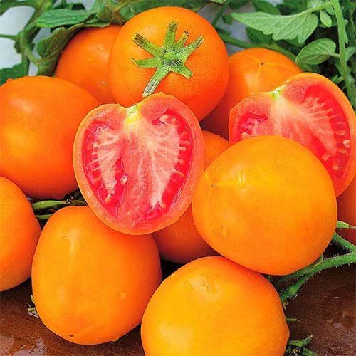 1 szt, Pomidor Zlatava - Nasiona: Ilość w opakowaniu: 0.2 g