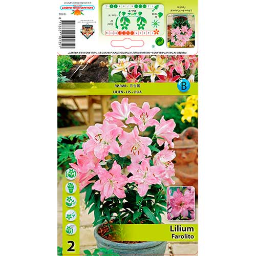 2 szt., Lilia orientalna Farolito - Cebule: Ilość w opakowaniu: 2 szt.