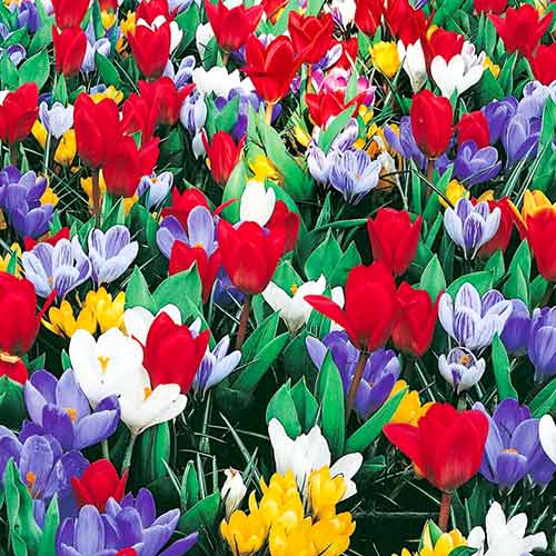 25 szt., Super oferta! Krokus Jeanne D`Arc, Krokus Remembrance, Tulipan Showwinner, zestaw 25 cebul - Cebule: Ilość w opakowaniu: 25 szt.