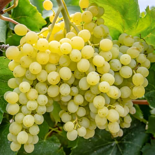 Winorośl Iza Zaliwska - Sadzonki: Ilość w opakowaniu: 1 sadz - GradinaMax