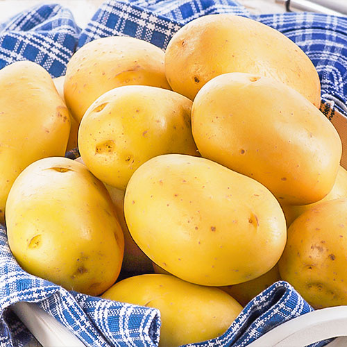 1 kg, Cartofi de sămânță Spectra - Tuberculi: Mod de ambalare: 1 kg